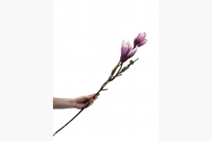 Гілка магнолії