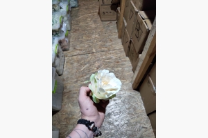 Троянда