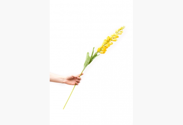 Гладіолус Гладіолус